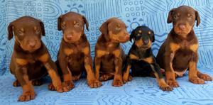 Cachorros Doberman