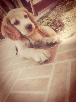 CelCocker spaniel orejon en venta