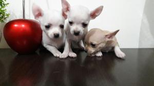 Chihuahua Super Toy Enanitos Lindos