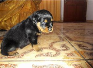 Imponentes Rottweilers