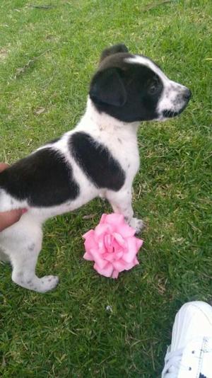 Jack Russel Cruze Macho