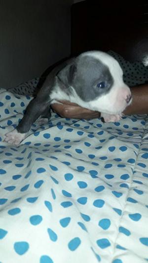 Pitbull Blue