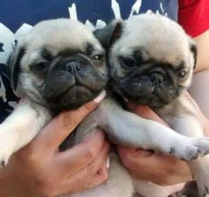 Pug Carlineo