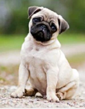 Pug Carlineo