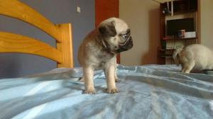 Pug Carlino Macho