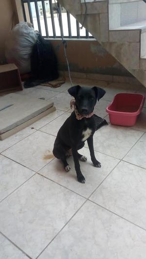 Regalo perrita de 3 meses