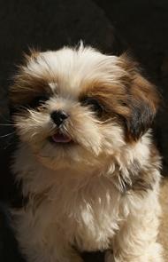 SHIHTZU CACHORRO