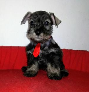 Schnauzer Miniaturas