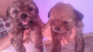 Se Vende Perritos Raza Shitzu