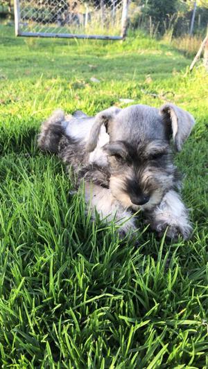 Se Vende Schnauzer