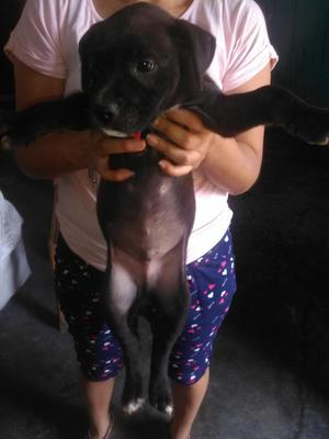 Se vende cachorro pitbull por motivo de tiempo y espacio