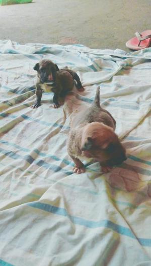 VENTA DE CACHORRO BULLTERRRIER MACHO