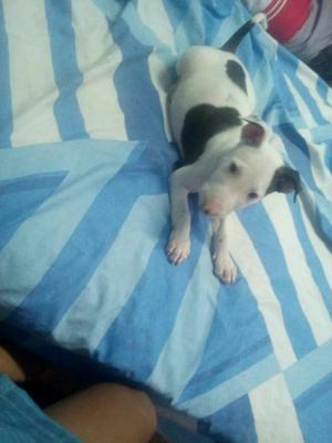 Vendo Bulterrier