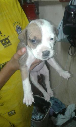 Vendo Perrita Pitbul Red Nose