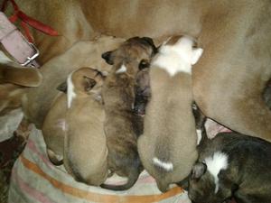 Vendo Pitbull Cachorros 50 Soles