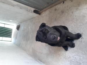 Vendo cachorro de raza shar pei enteresados