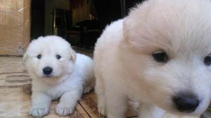 Vendo cachorros Samoyedos bebés ADOPCIÓN RESPONSABLE
