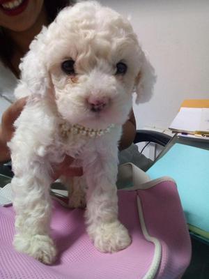 Vendo hermosa poodle, a familia que le de mucho cariño.