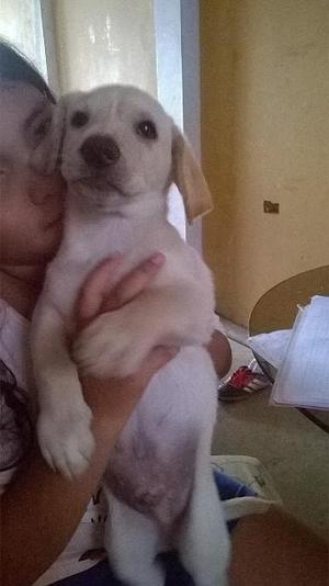 vendo cachorro macho