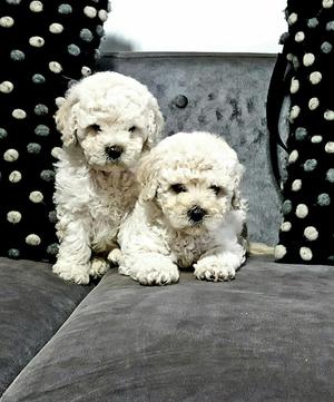 Bichon Frise Bellos