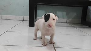 Bull Terrier Cachorra