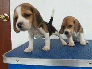 Cachorras Beagles