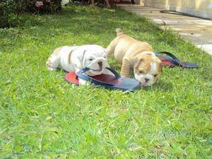 Cachorros Bulldog Ingles