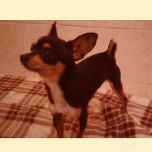 Chihuahua Miniatura Machito Tricolor