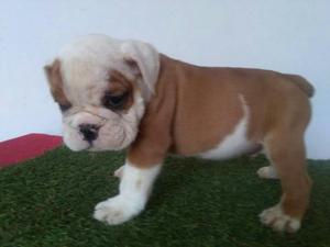 Hermosos Bulldog Ingles