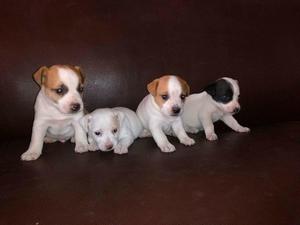 Jack Russell Terrier