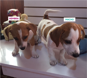 Lindos cachorros Jack Russell