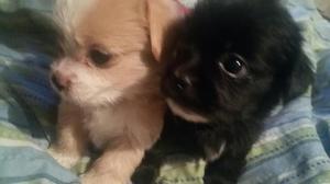 Pekines Cachorritos