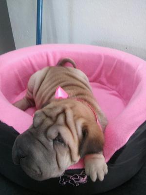 Preciosos Sharpei Fullll Arrugas