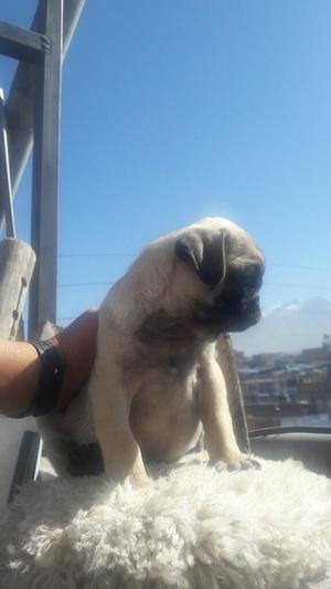 Pug Carlino