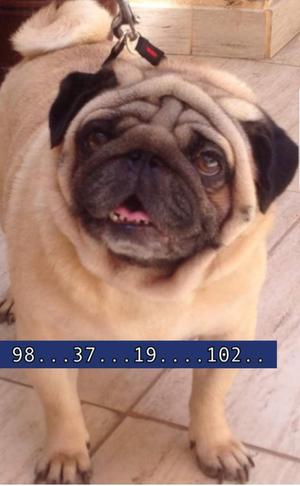 Pug Carlino Cola Enroscada