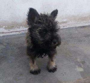 Schnauzer Toy Sal Pimienta