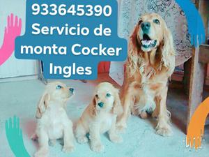 Servicio de Monta Cocker Ingles