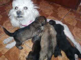 poodles toy miniaturas marrones y negros lindos cachorros