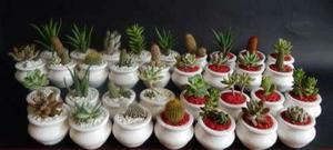Vendo 15 Cactus Y Suculentas Variados