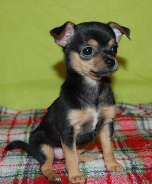 CHIHUAHUA TOY VENTA