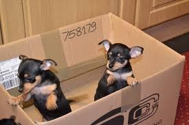 CHIHUAHUAS OFERTA