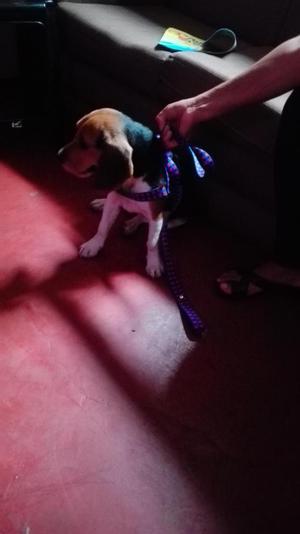 Cachorra beagle Junior antonio miranda facebook