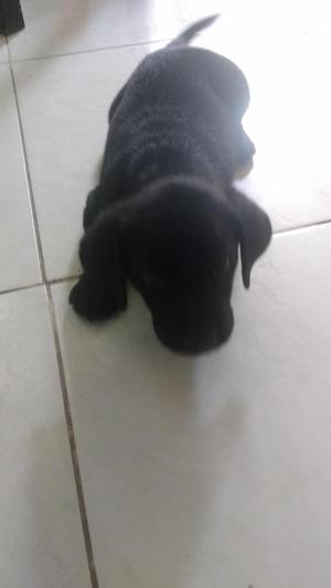 Cachorra labrador