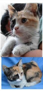 Gatitos en adopcin