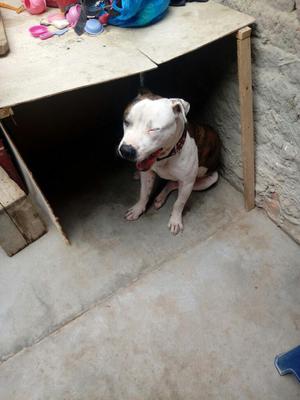 Pitbull en Venta