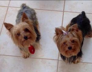 VENDO LINDOS CACHORROS YORKIE YORSHIRE PAPAS PRESENTES