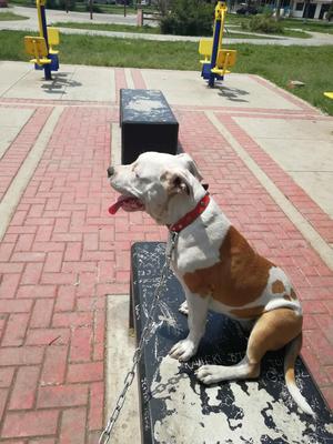 Vendo Perrita Pitbull