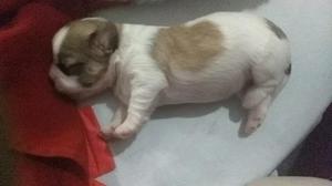 Venta de Perritos Shitzu