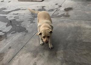 en Adopcion Perro Labrador
