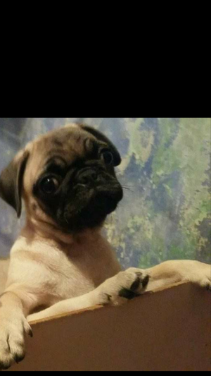 pug hembra de 6 meses